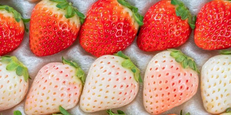 The $50 Strawberry That's Breaking the Internet